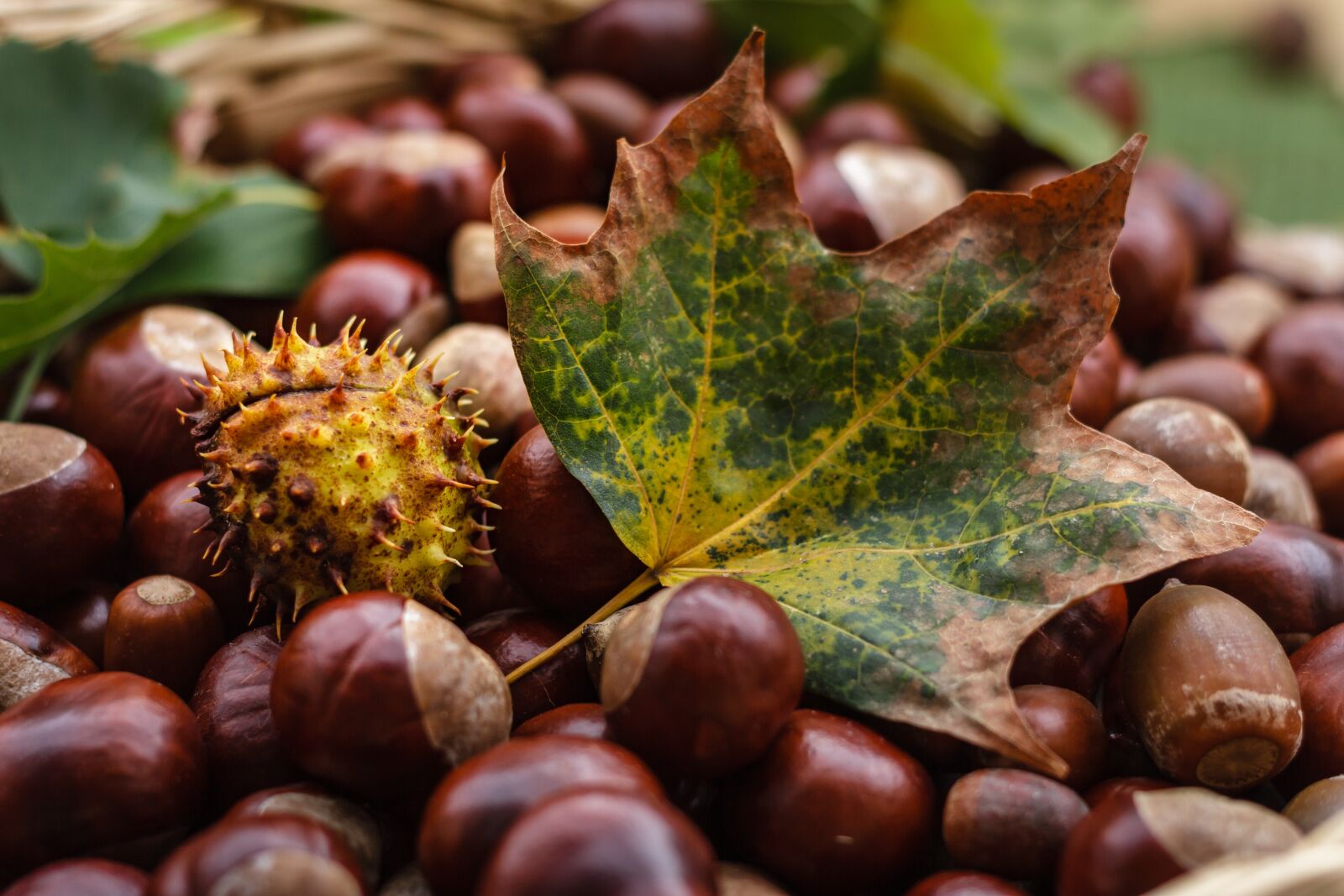 Canon EOS 7D + Canon EF 50mm F1.8 II sample photo. Castanea, chestnut, fruit photography