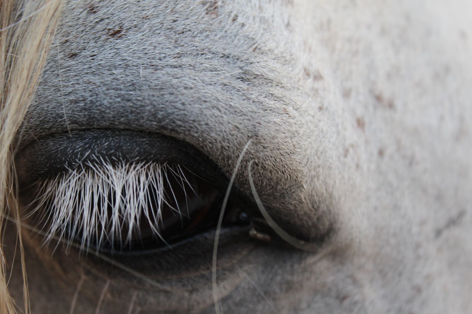 Canon EOS 1200D (EOS Rebel T5 / EOS Kiss X70 / EOS Hi) sample photo. Close up, eye, horse photography