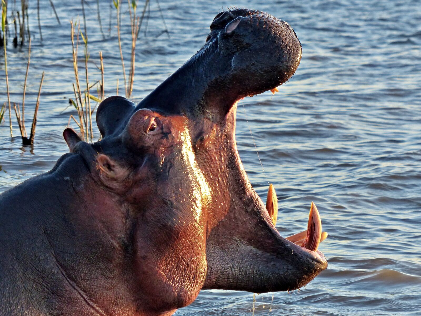 Panasonic Lumix DMC-FZ200 sample photo. Animals, africa, nature photography