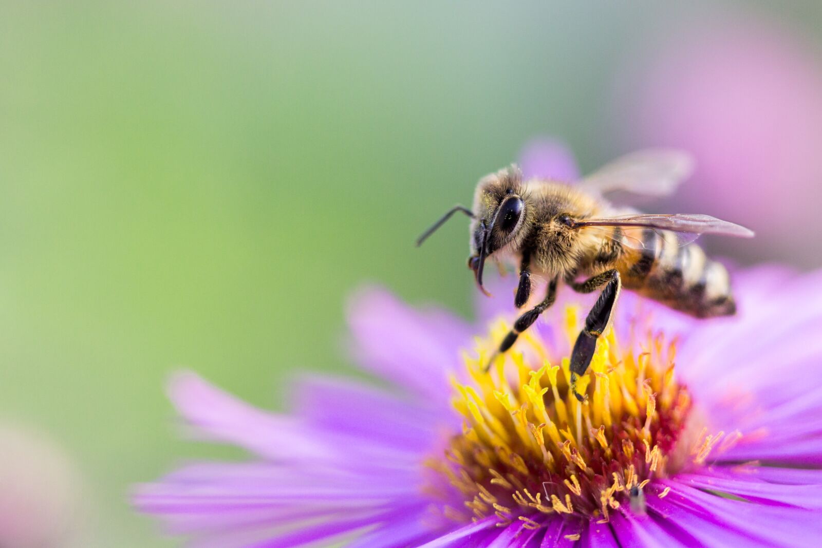 Canon EF 100mm F2.8 Macro USM sample photo. Bee, blossom, bloom photography