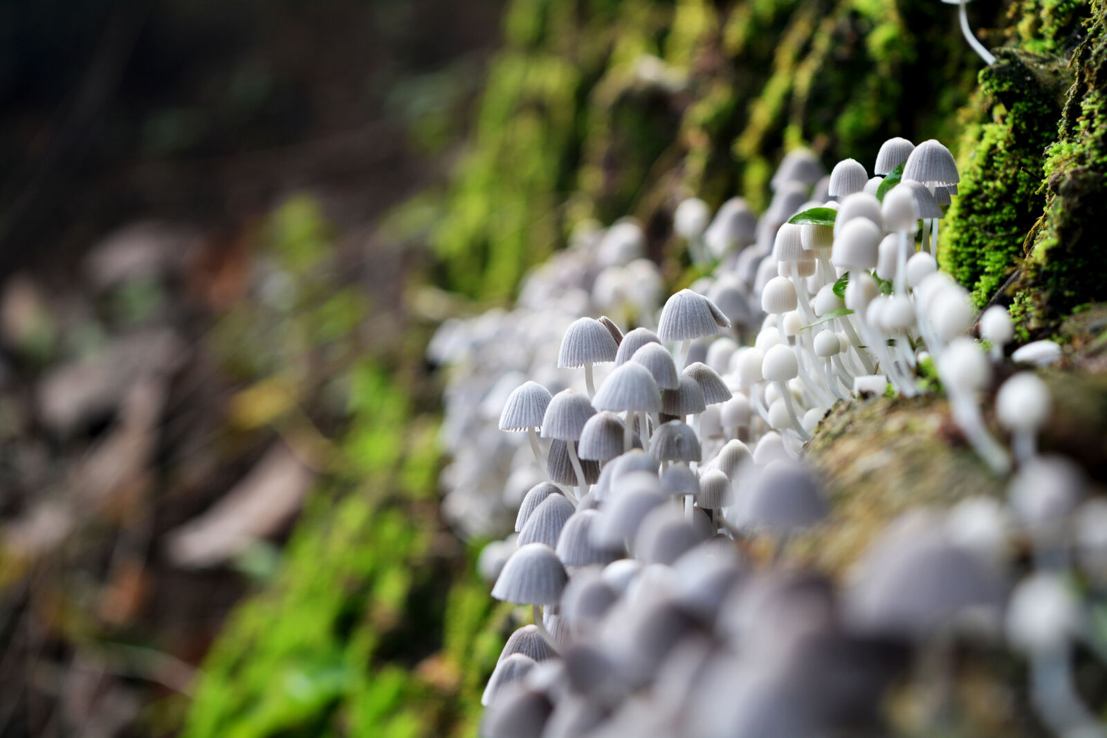 Nikon D5200 sample photo. Beautiful, bloom, blur, close photography