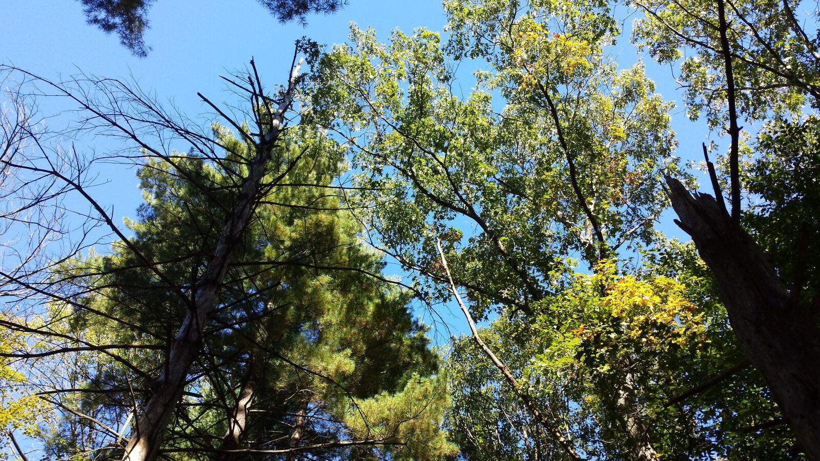 Samsung Galaxy S4 sample photo. Nature, trees, sky photography