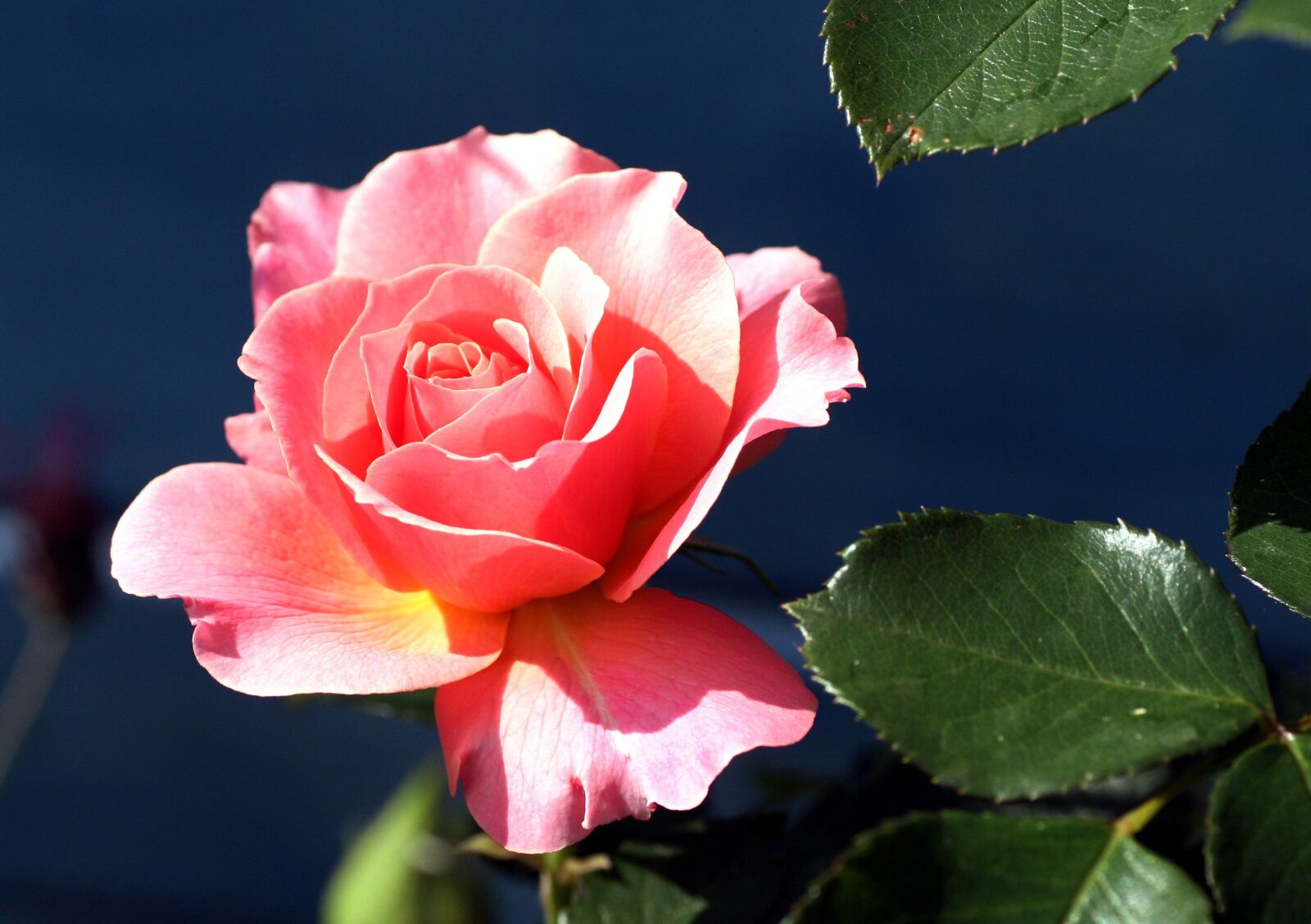 Canon EOS 350D (EOS Digital Rebel XT / EOS Kiss Digital N) sample photo. Pink, rosebush, petals photography