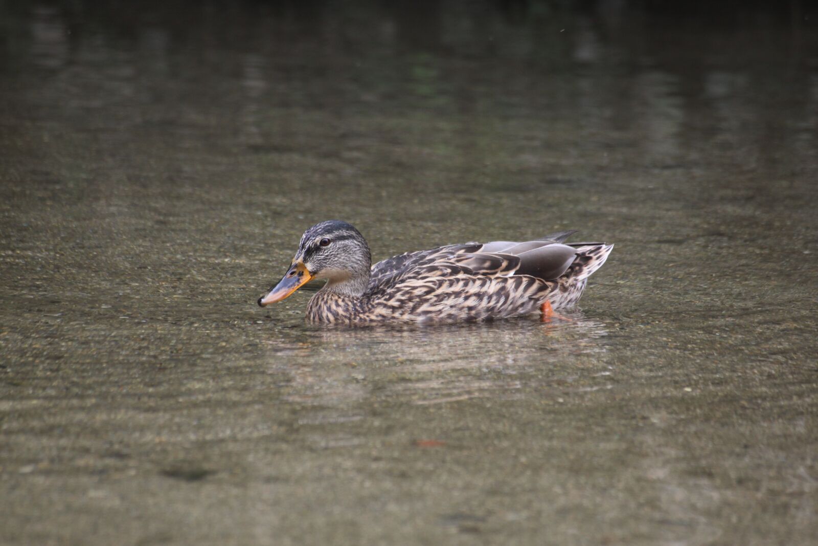 Canon EOS 50D sample photo. Mallard duck, duck, waterfowl photography