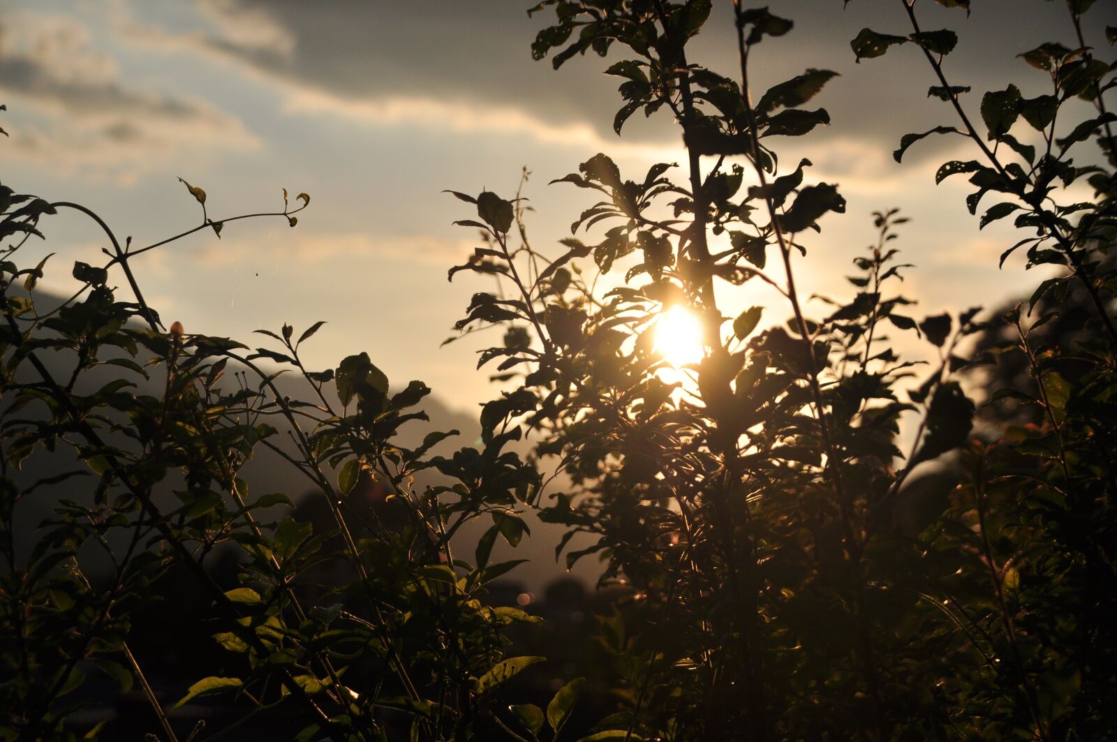 Nikon D5000 sample photo. Plant, sunset, shadow photography