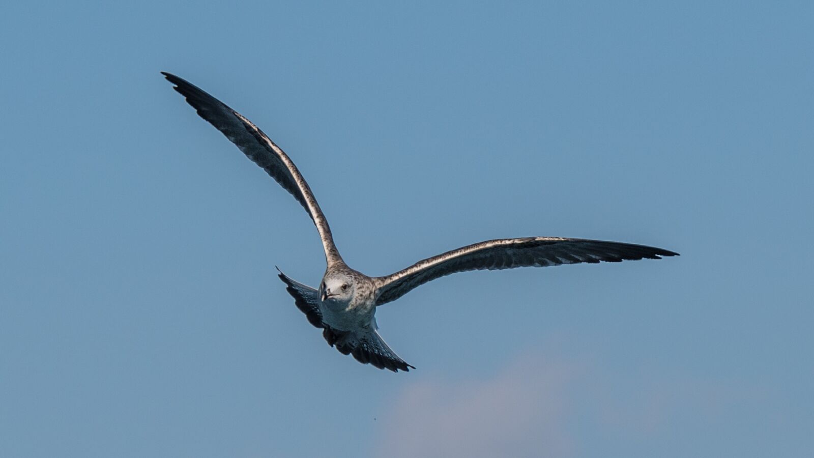 Nikon D500 sample photo. Bird, flight, animal world photography