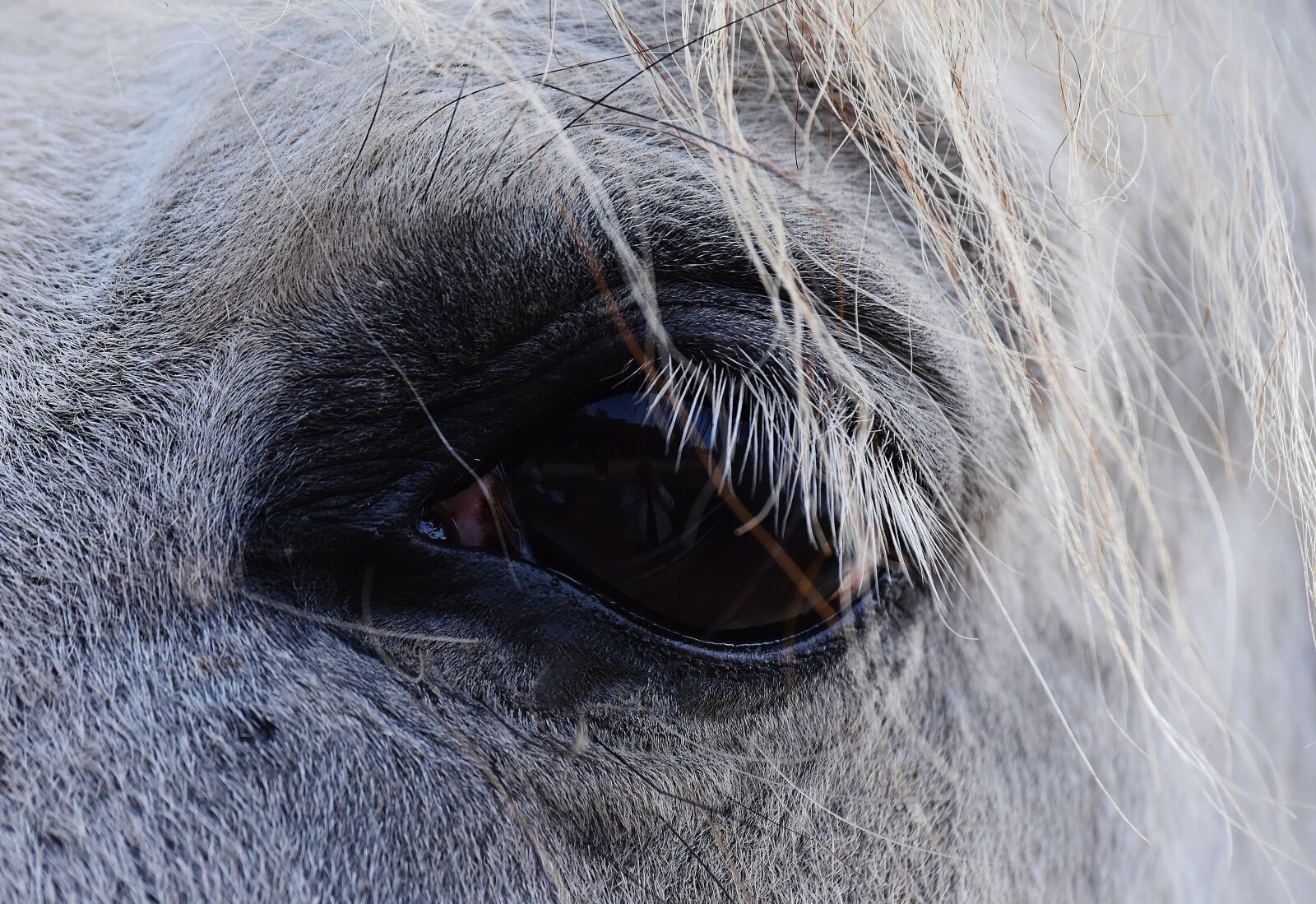 Nikon D7200 sample photo. Horse, mold, eye photography