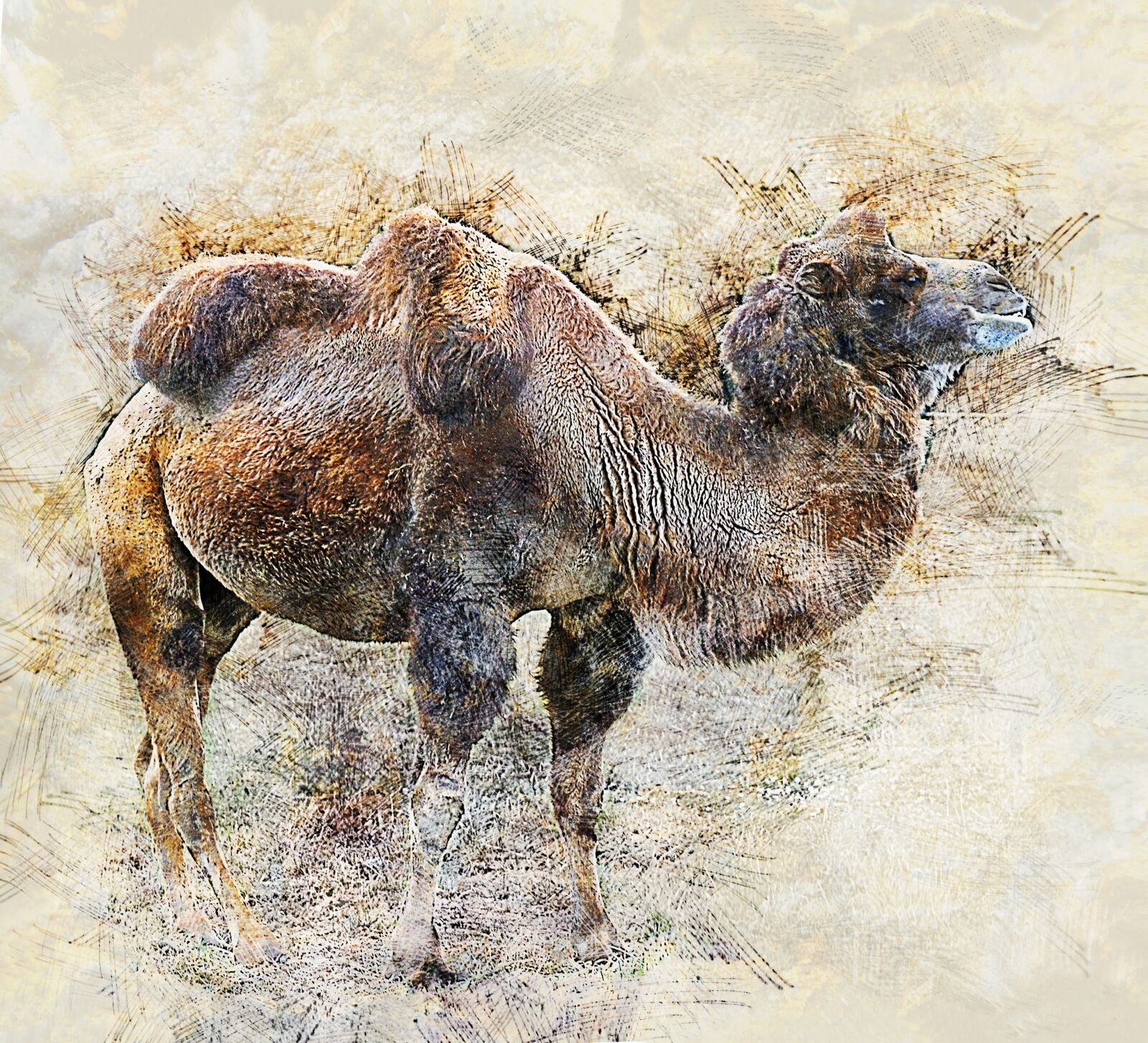 Nikon D3200 sample photo. Camel, desert animals, closeup photography