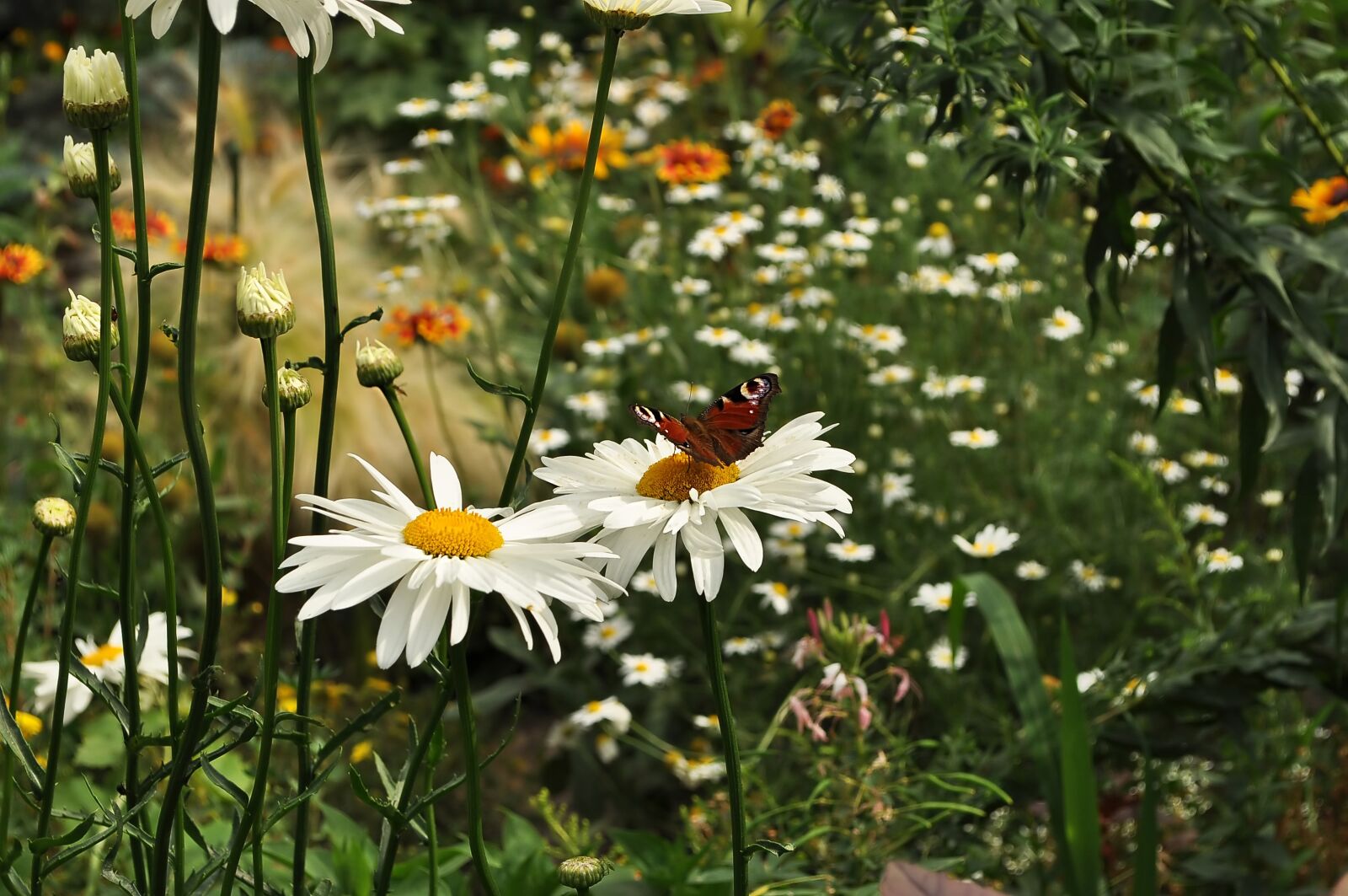 Nikon D90 sample photo. Flower garden, chamomile, butterfly photography