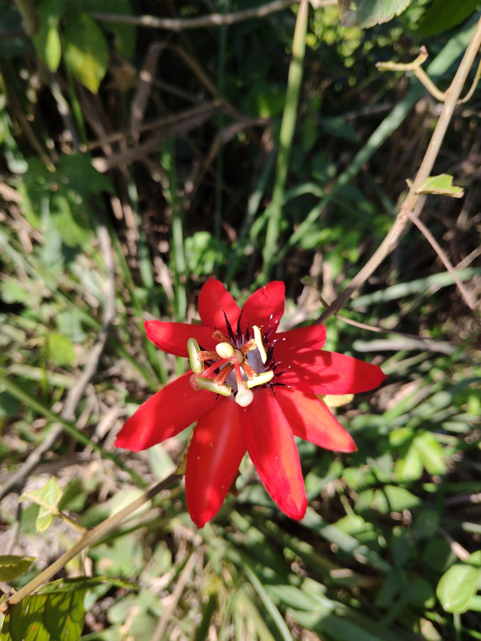 Xiaomi MI 8 sample photo. Naturaleza, bolivia, flor photography