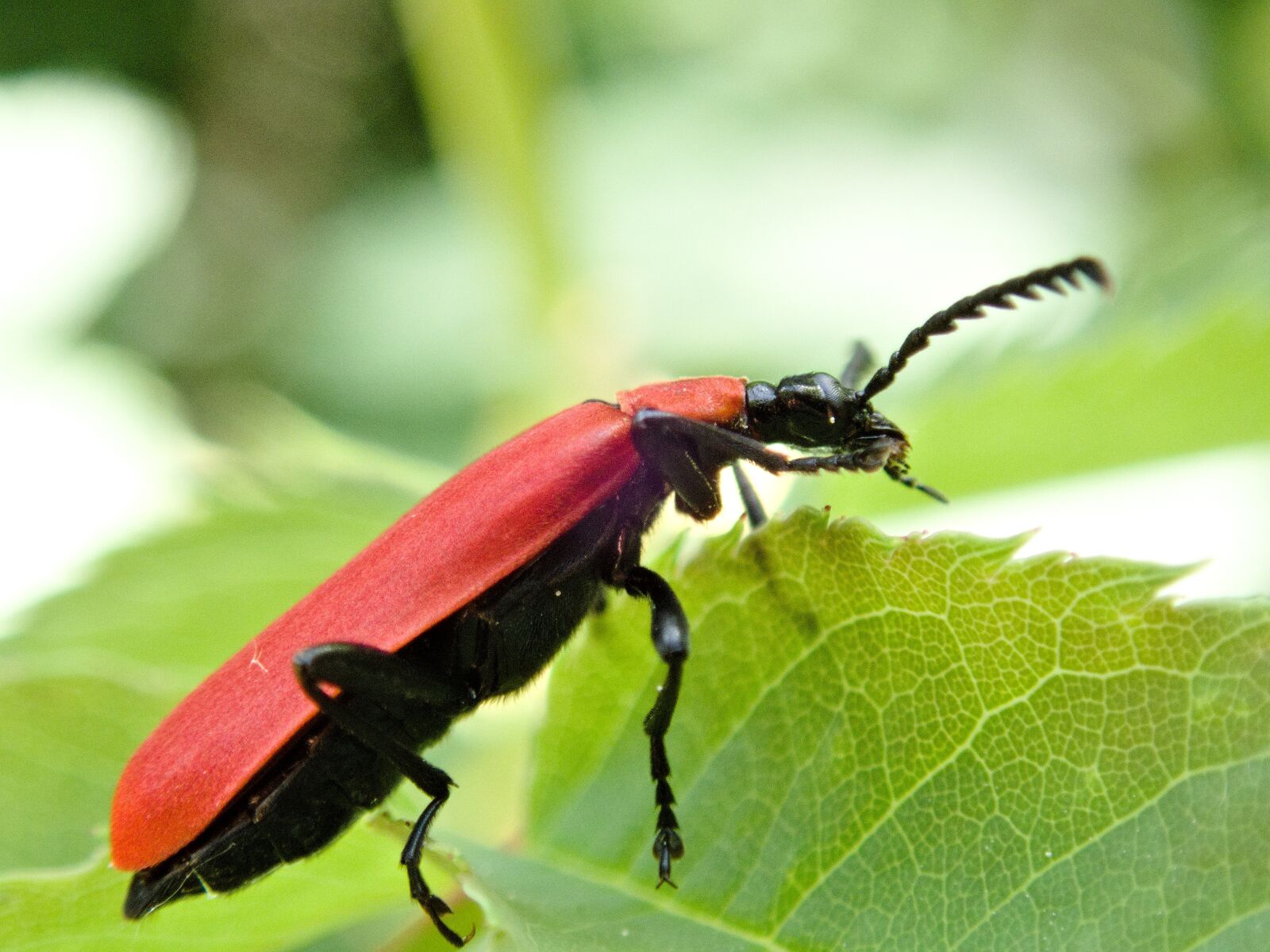 Olympus TG-5 sample photo. Beetle, scarlet fire beetle photography