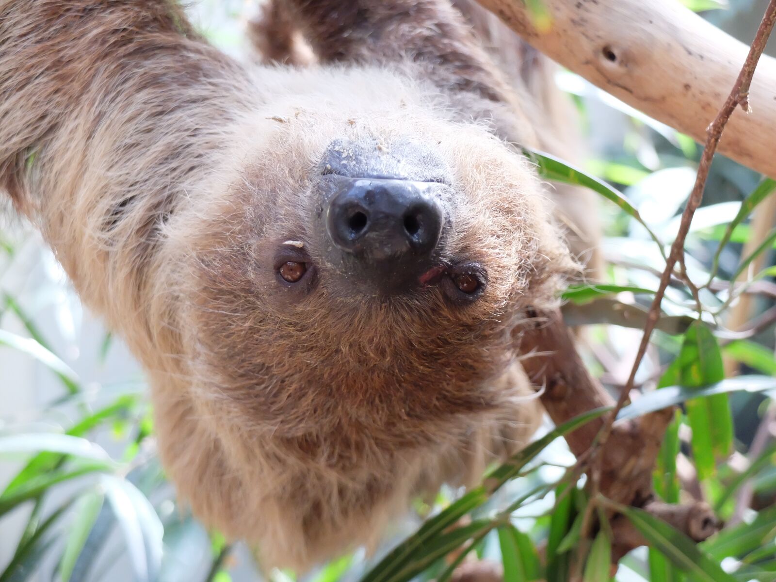 Fujifilm X30 sample photo. Sloth, lazy, mammal photography