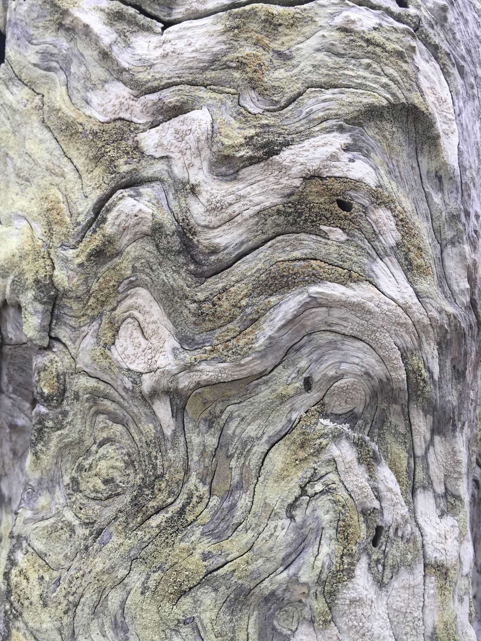 iPhone 6 Plus back camera 4.15mm f/2.2 sample photo. Wood, bark, tree photography