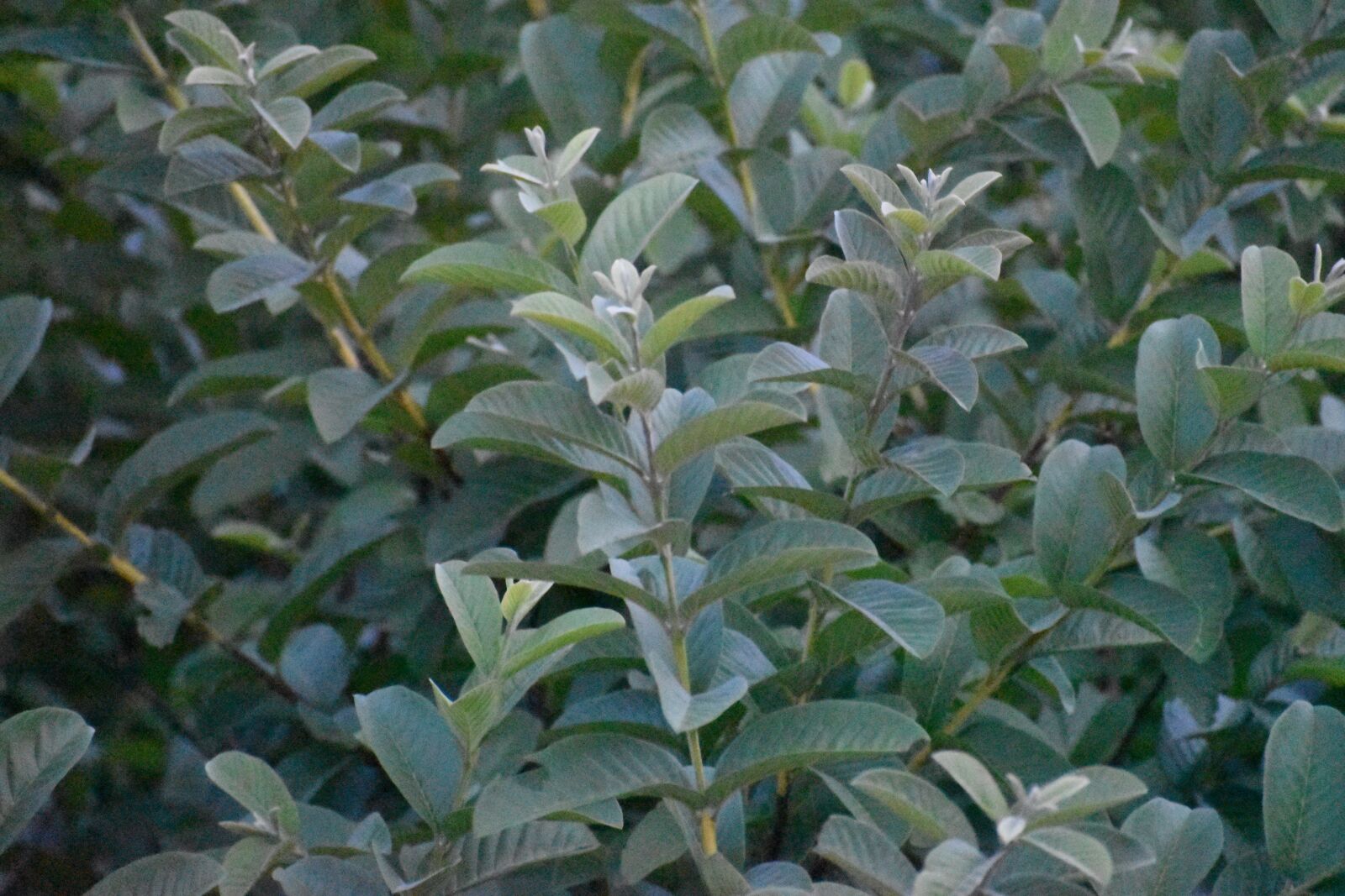 Nikon D3500 sample photo. Leaves, nature, green photography