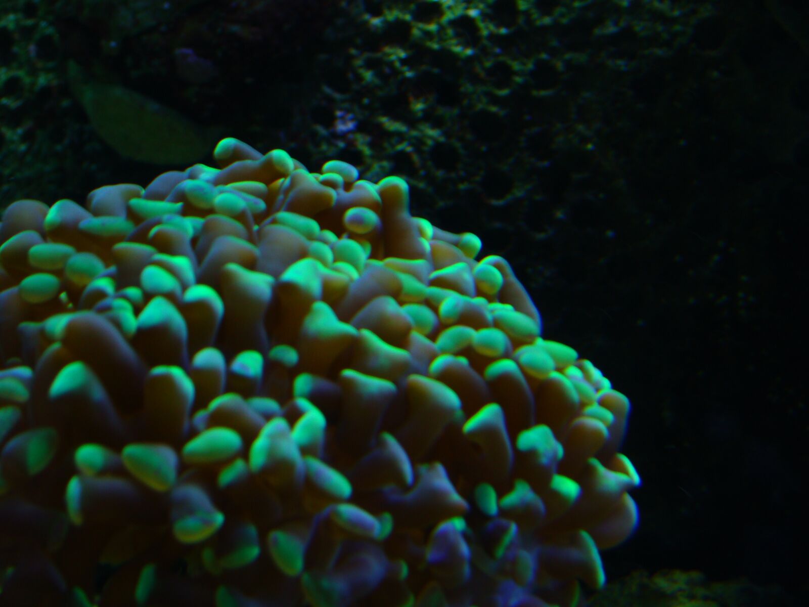 Sony Cyber-shot DSC-H50 sample photo. Lps, reef, aquarium photography