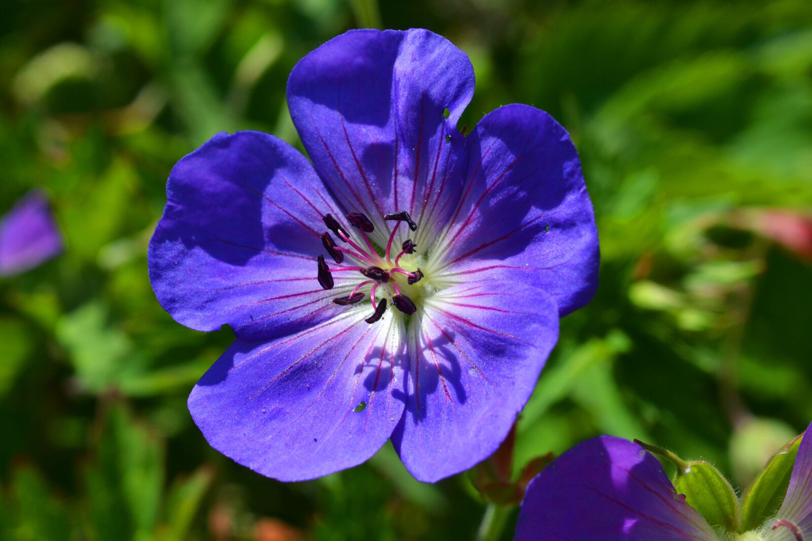 Nikon D3100 sample photo. Cranesbill, geranium, blossom photography