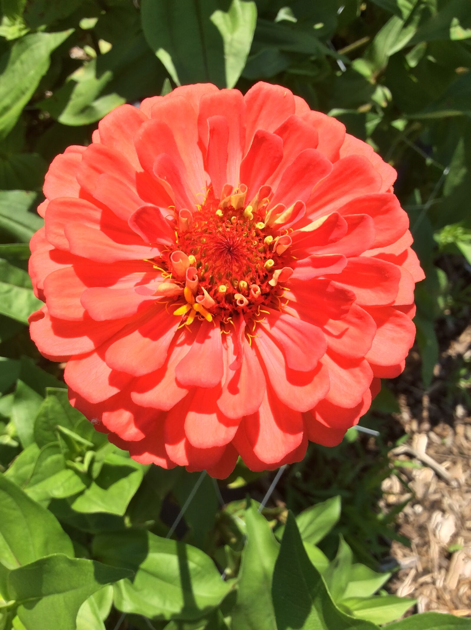 Apple iPad mini 2 sample photo. Zinnia, orange, red photography