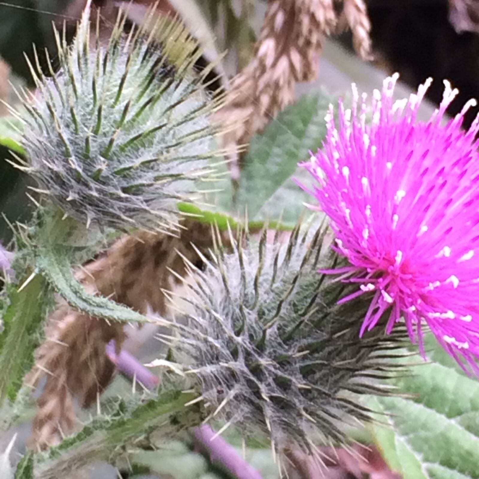 iPhone 5s back camera 4.15mm f/2.2 sample photo. Flower, thistle, thistle, flower photography