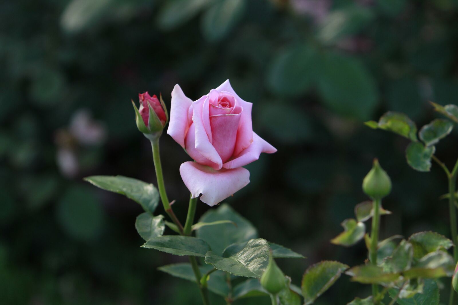 Canon EF 70-200mm F2.8L IS USM sample photo. Rose, flowers photography