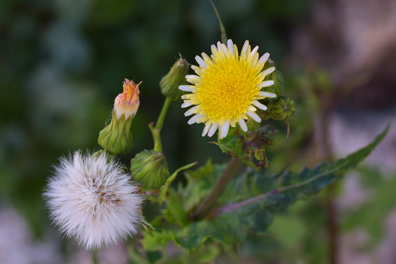 Nikon D3300 sample photo. Weekend, flower, flowers photography