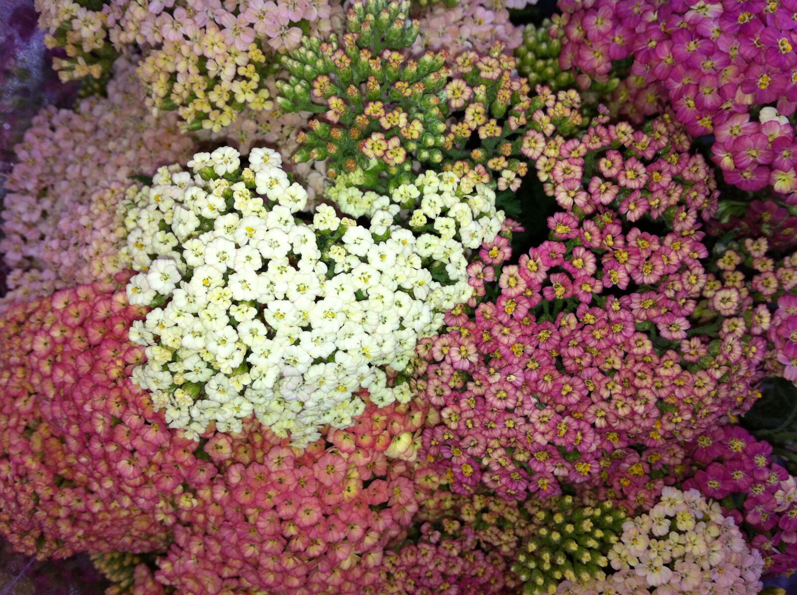 Apple iPhone 4 sample photo