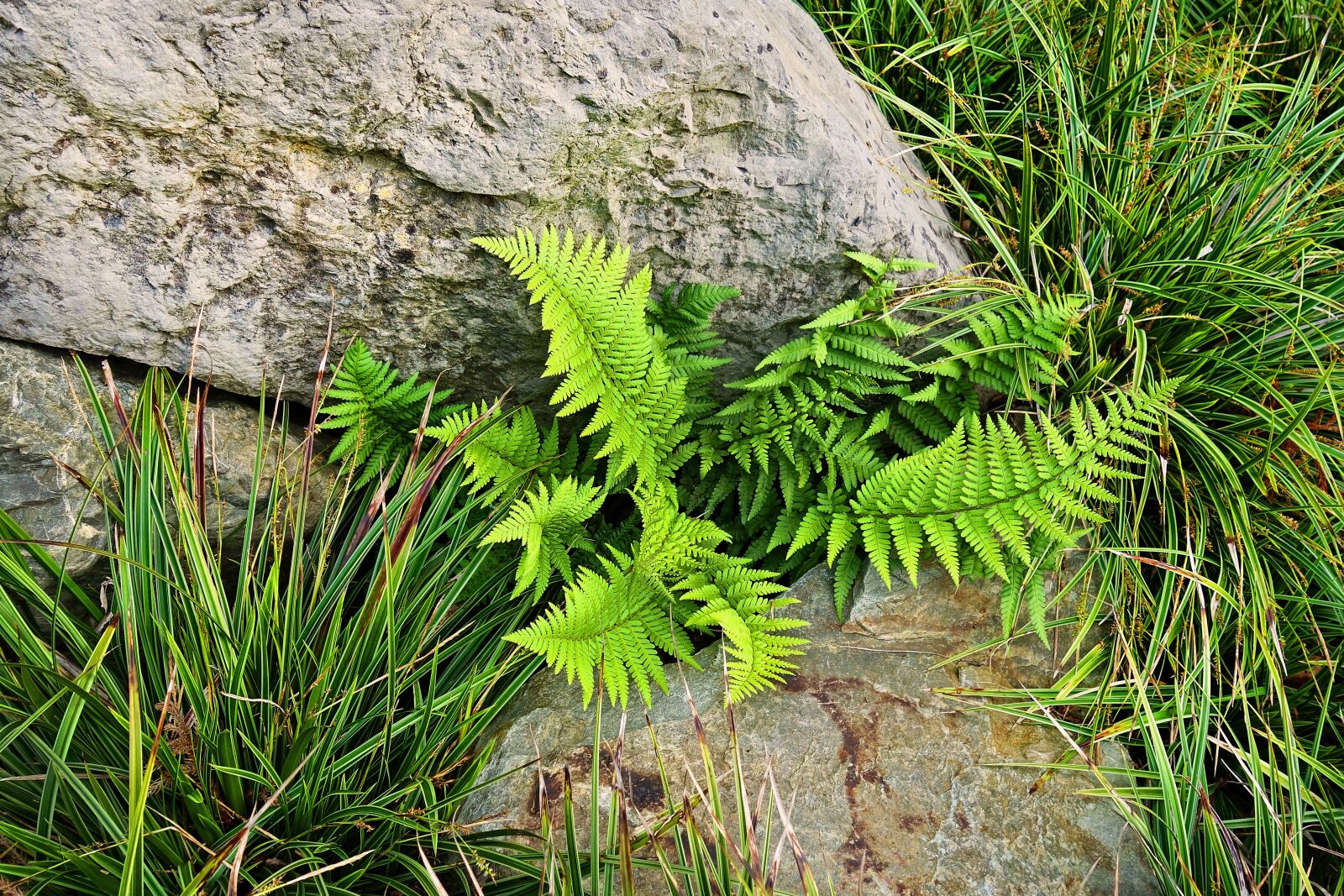 Sony Cyber-shot DSC-RX100 sample photo. Fern, plant, leaf photography