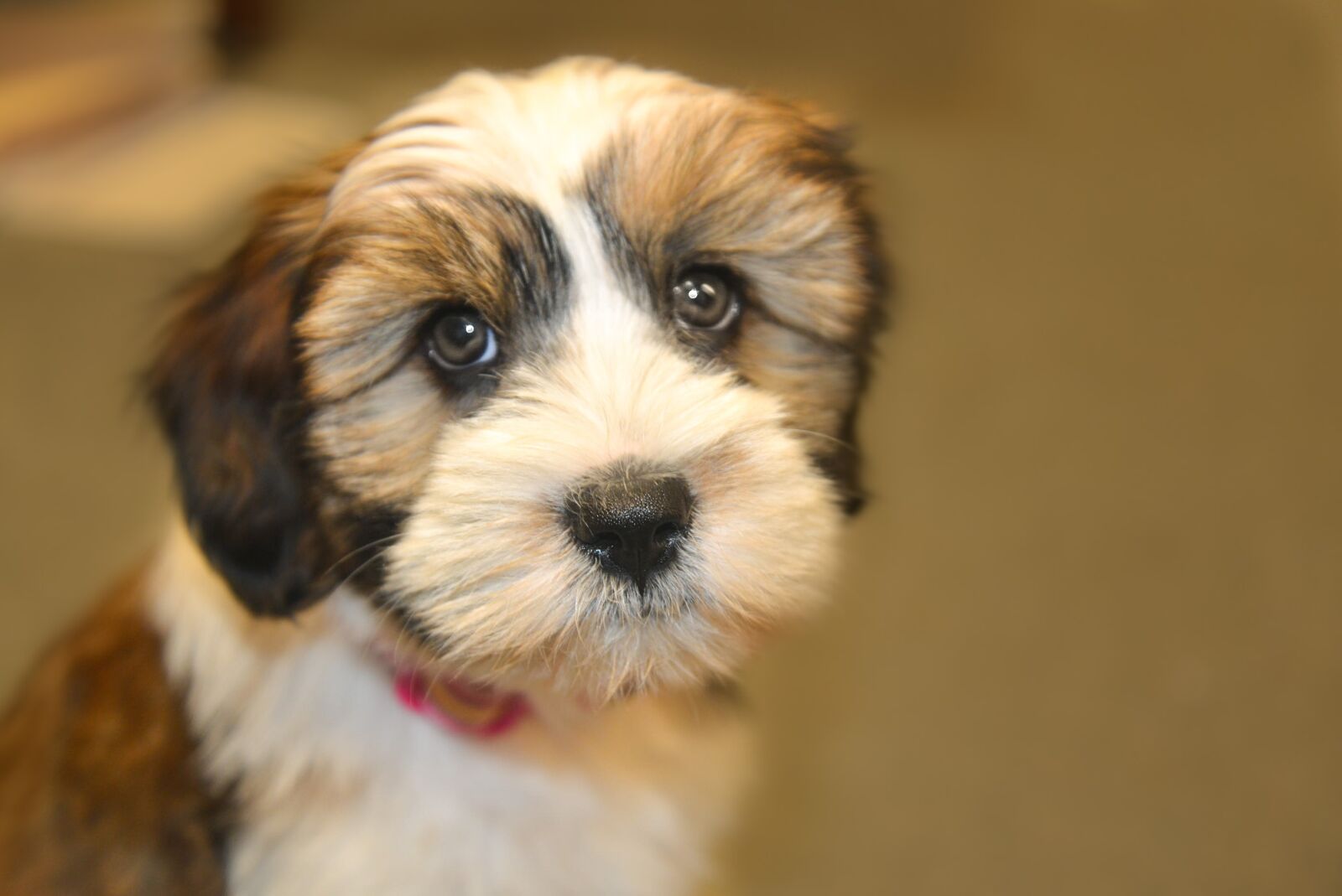 Nikon D600 sample photo. Tibet terrier, cute, pet photography