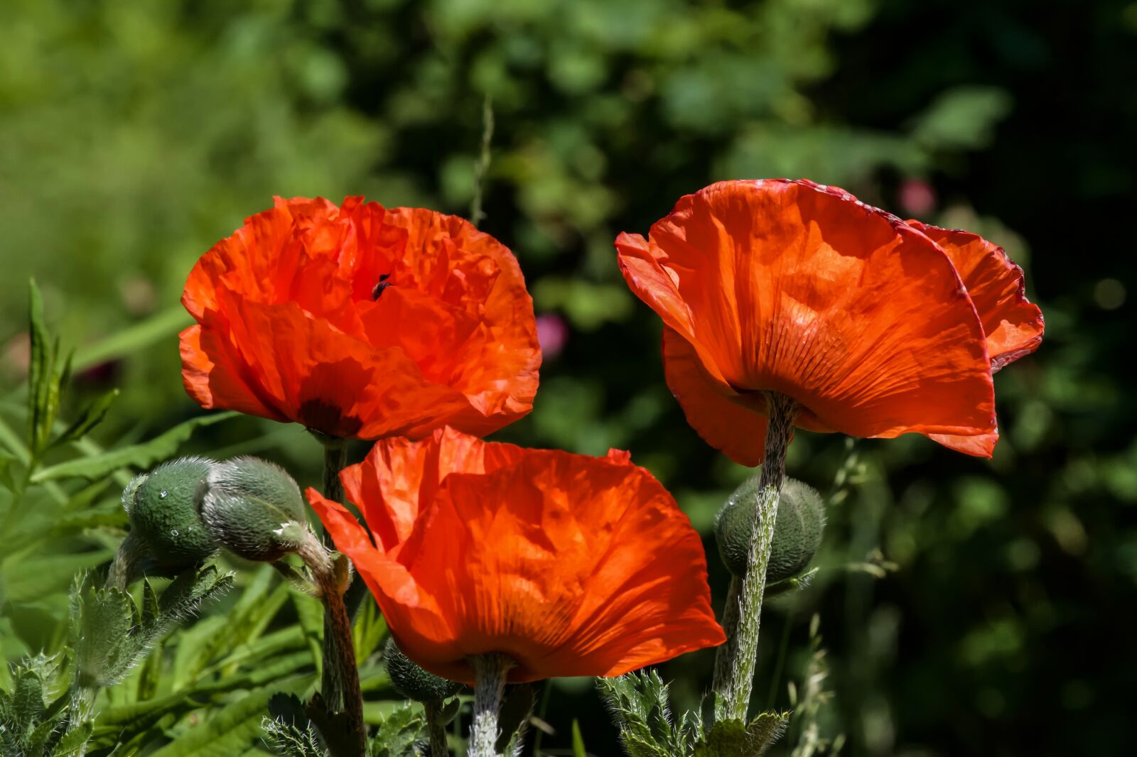 Canon EOS 7D sample photo. Poppy, flower, blossom photography