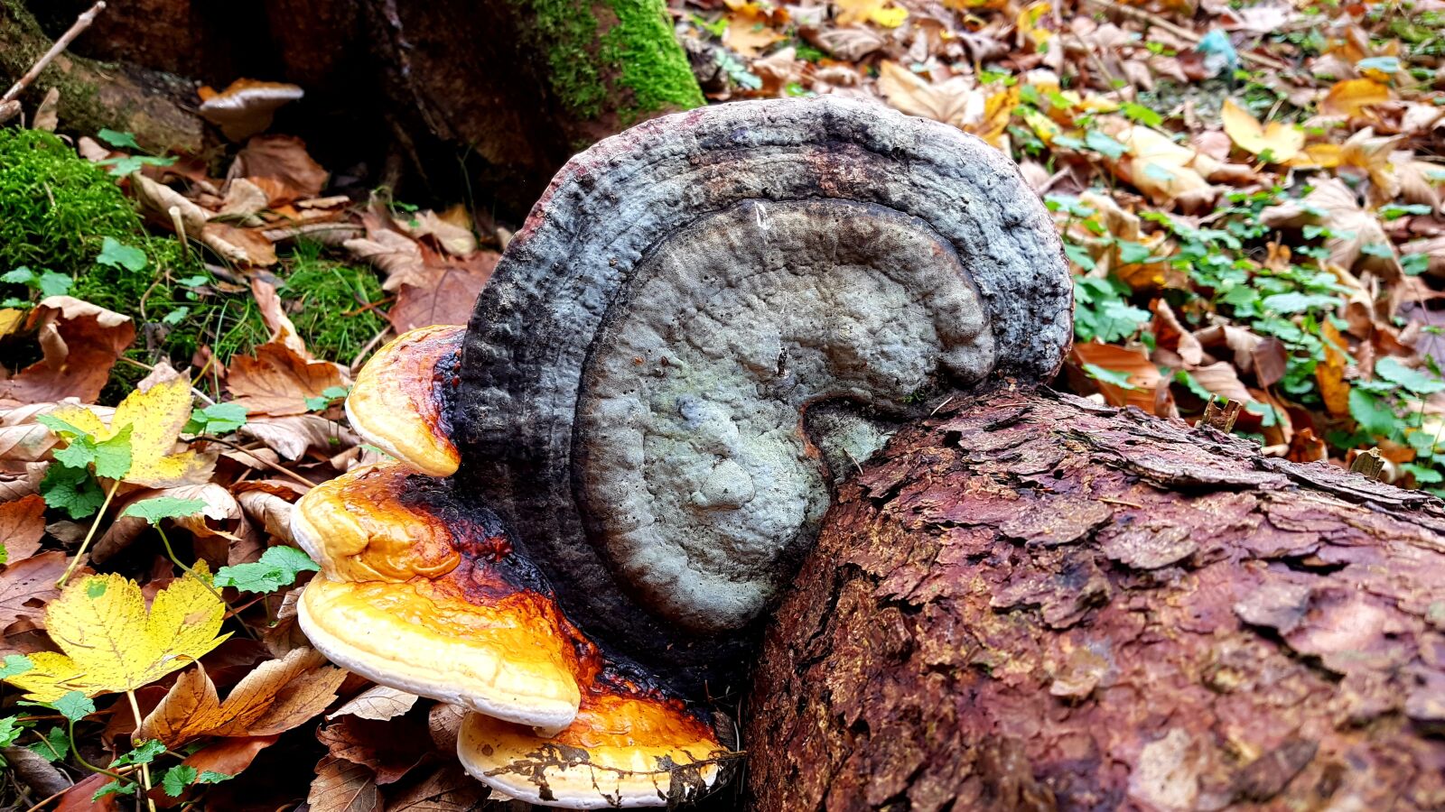 Samsung Galaxy S7 Edge sample photo. Baumschwamm, mushroom, tree photography