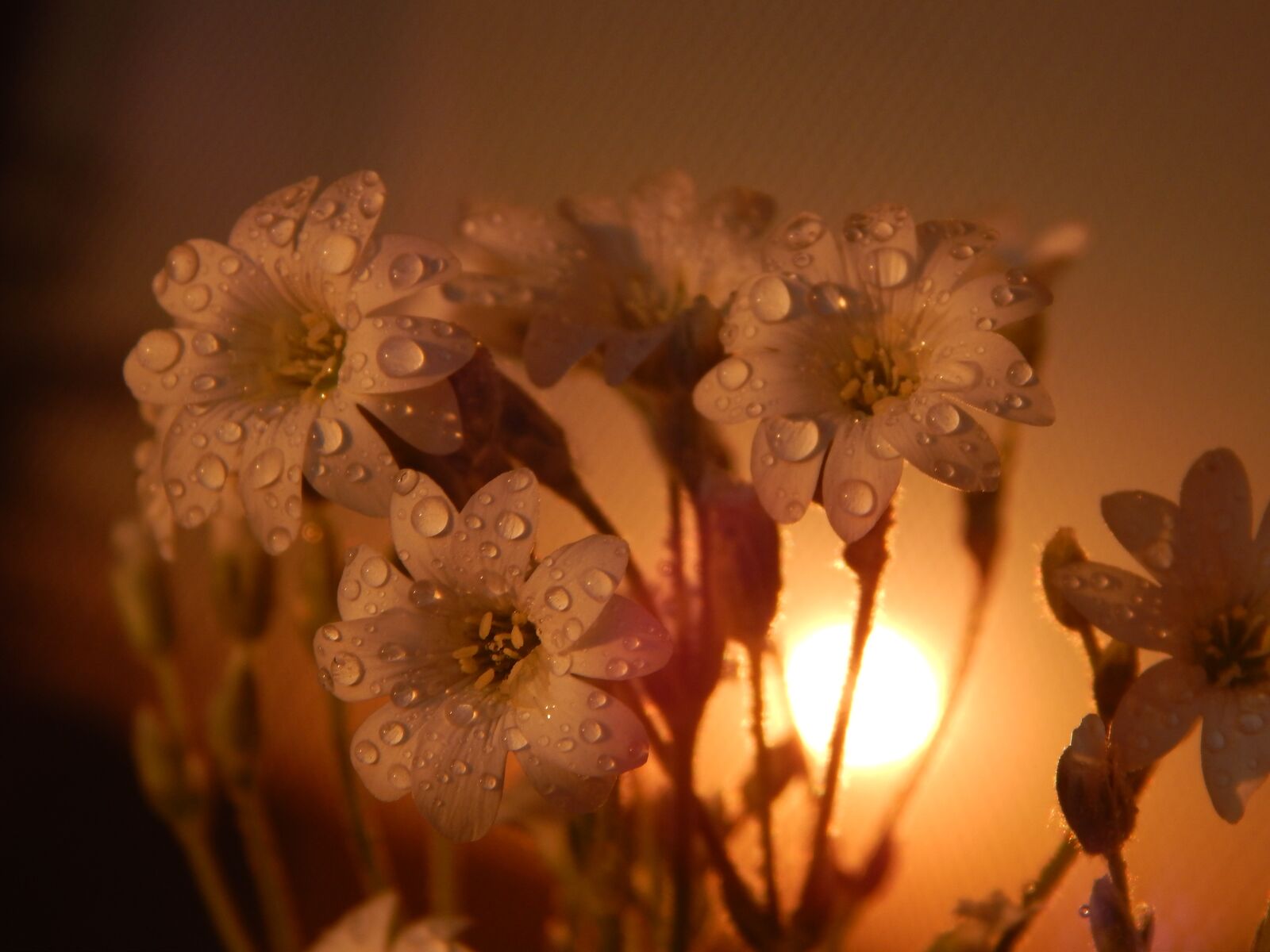 Nikon Coolpix L820 sample photo. Flower, mood, romantic photography