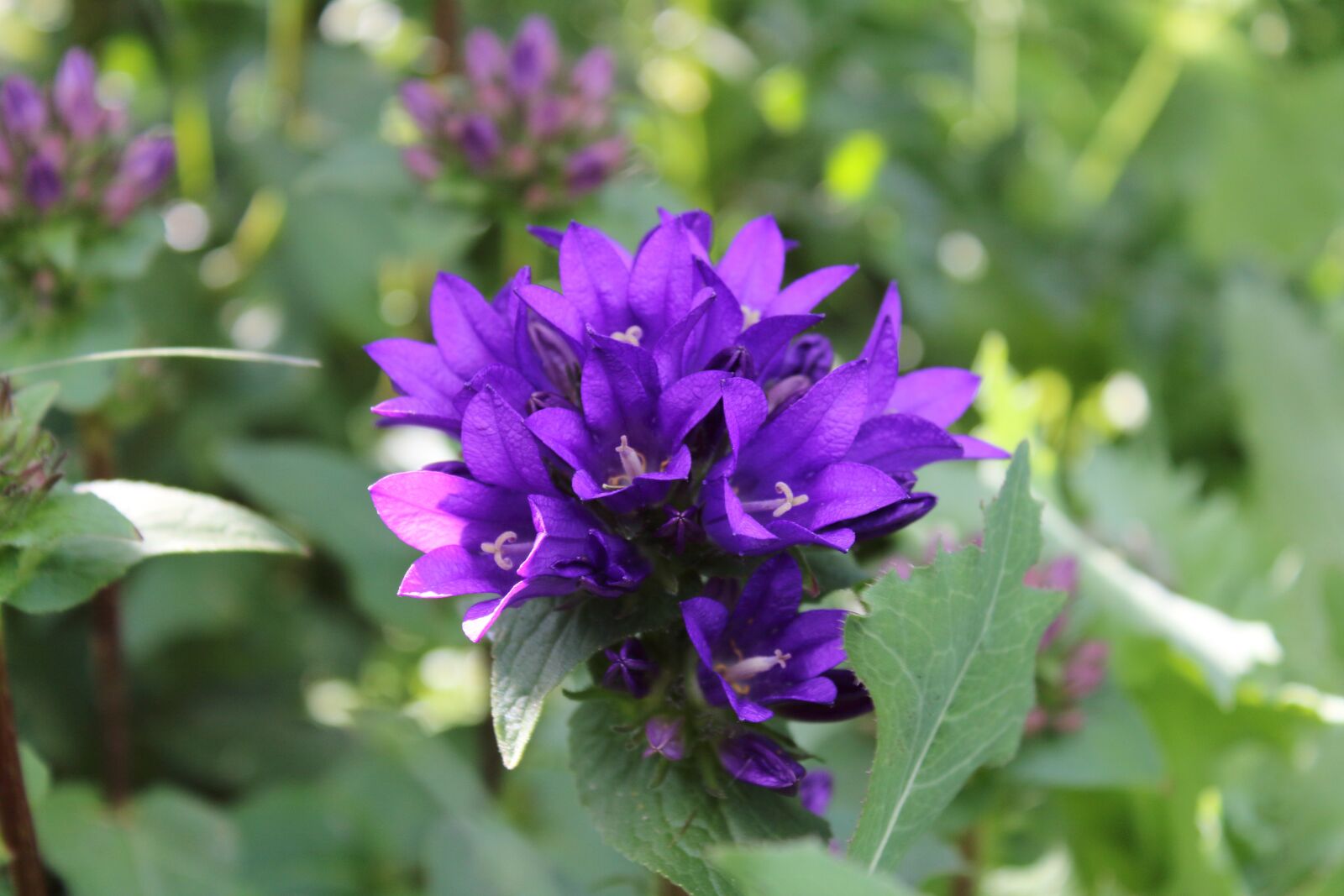Canon EOS 1300D (EOS Rebel T6 / EOS Kiss X80) sample photo. Macro, violet, flower photography