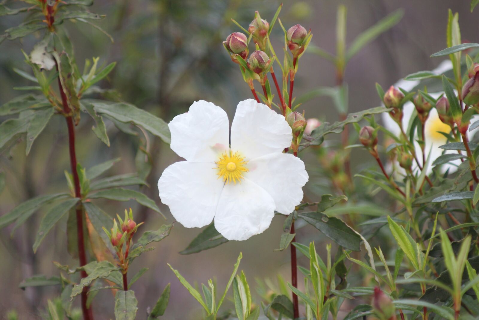 Canon EOS 600D (Rebel EOS T3i / EOS Kiss X5) + EF80-200mm f/4.5-5.6 sample photo. Flower, spring, jara photography