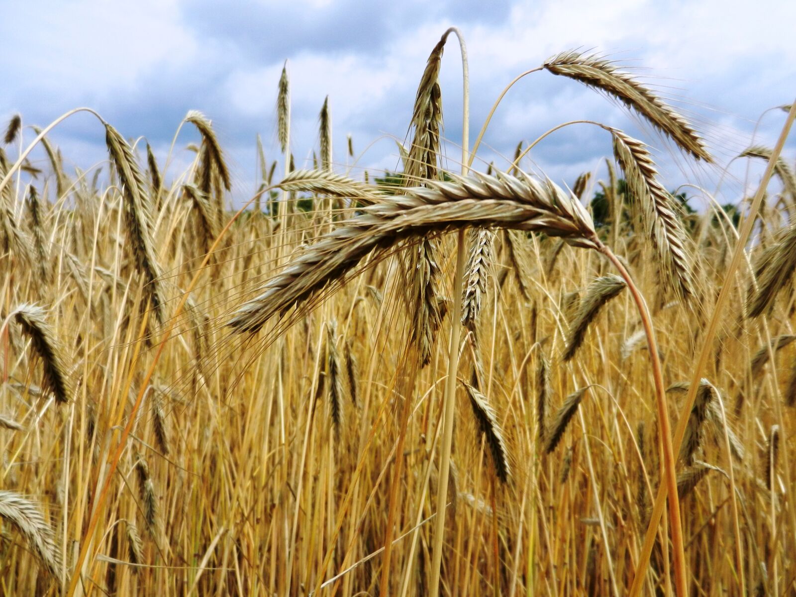 Nikon Coolpix S9100 sample photo. Corn, ears, hay photography