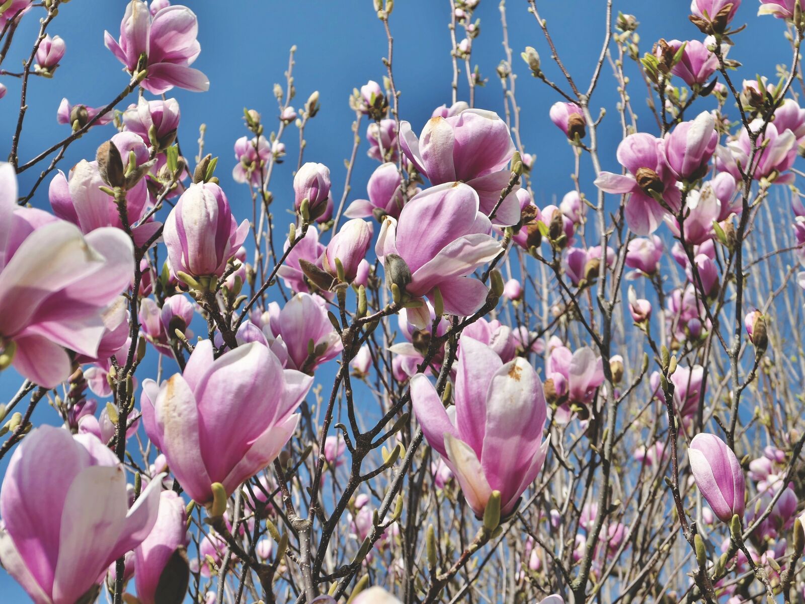 Panasonic Lumix DMC-LX10 (Lumix DMC-LX15) sample photo. Magnolia, magnolia tree, flowers photography