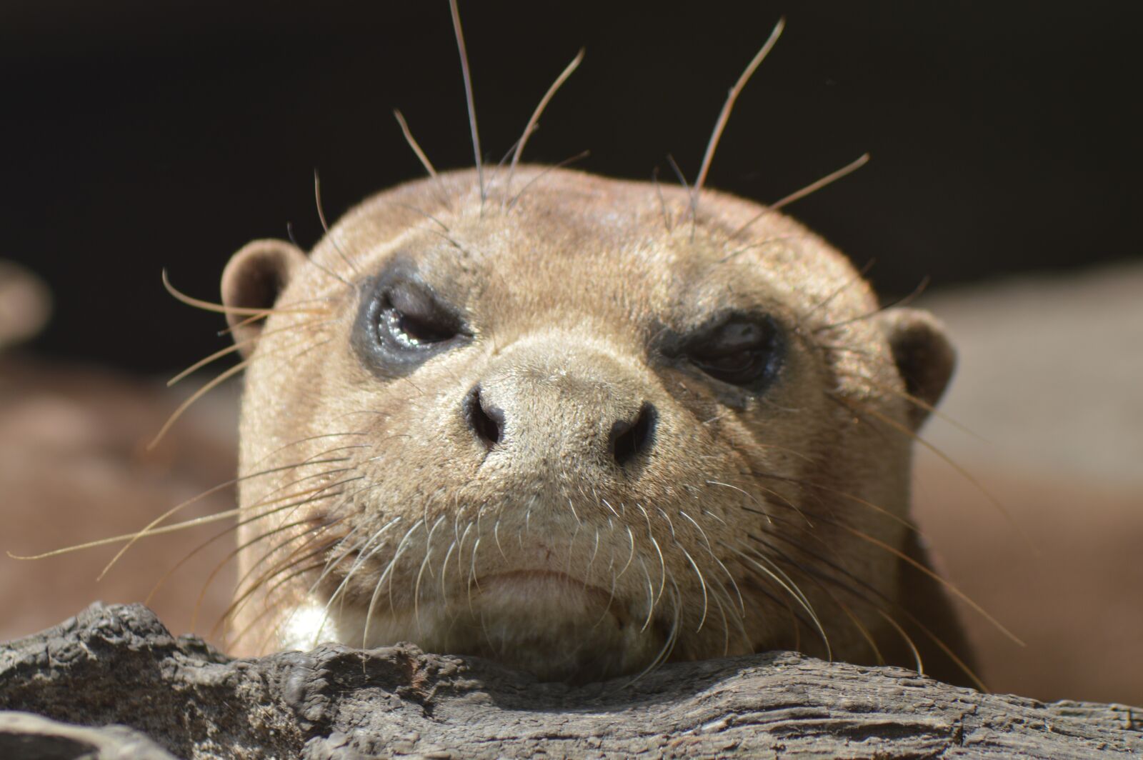 Nikon D3200 sample photo. Otter, head, laid photography