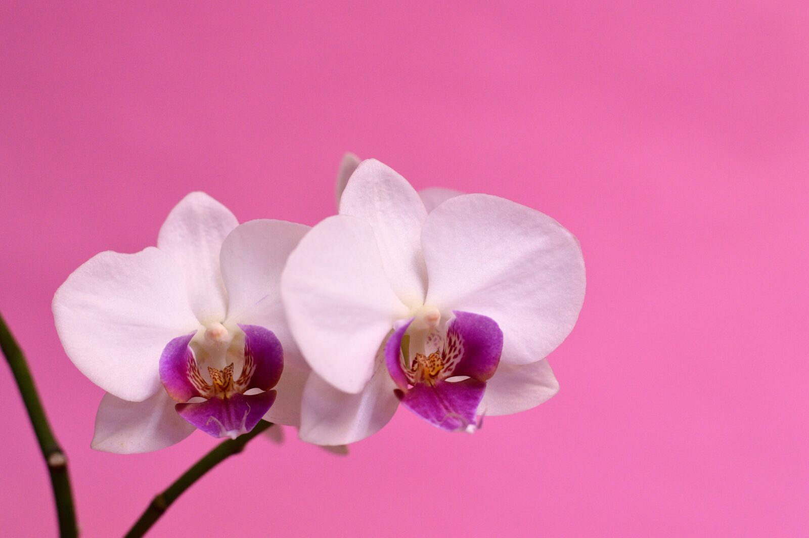 Nikon D3200 sample photo. Orchid, tropical, flower photography