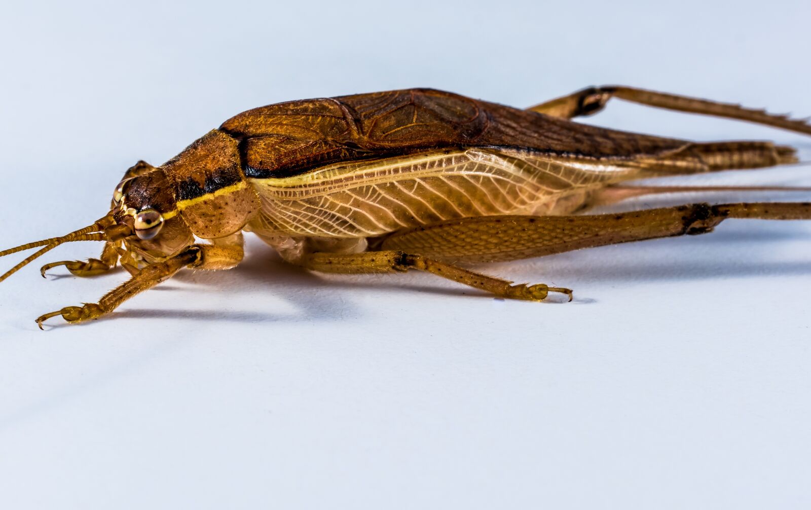 Nikon D5200 sample photo. Grasshopper, viridissima, insect photography