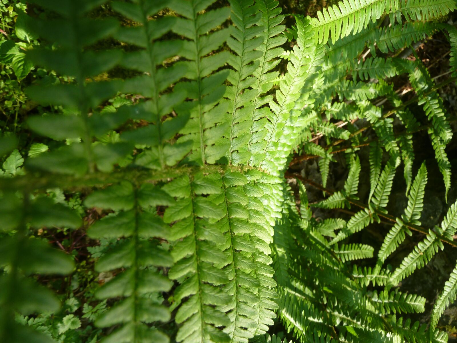 Panasonic Lumix DMC-ZS5 (Lumix DMC-TZ8) sample photo. Fern, green, forest photography