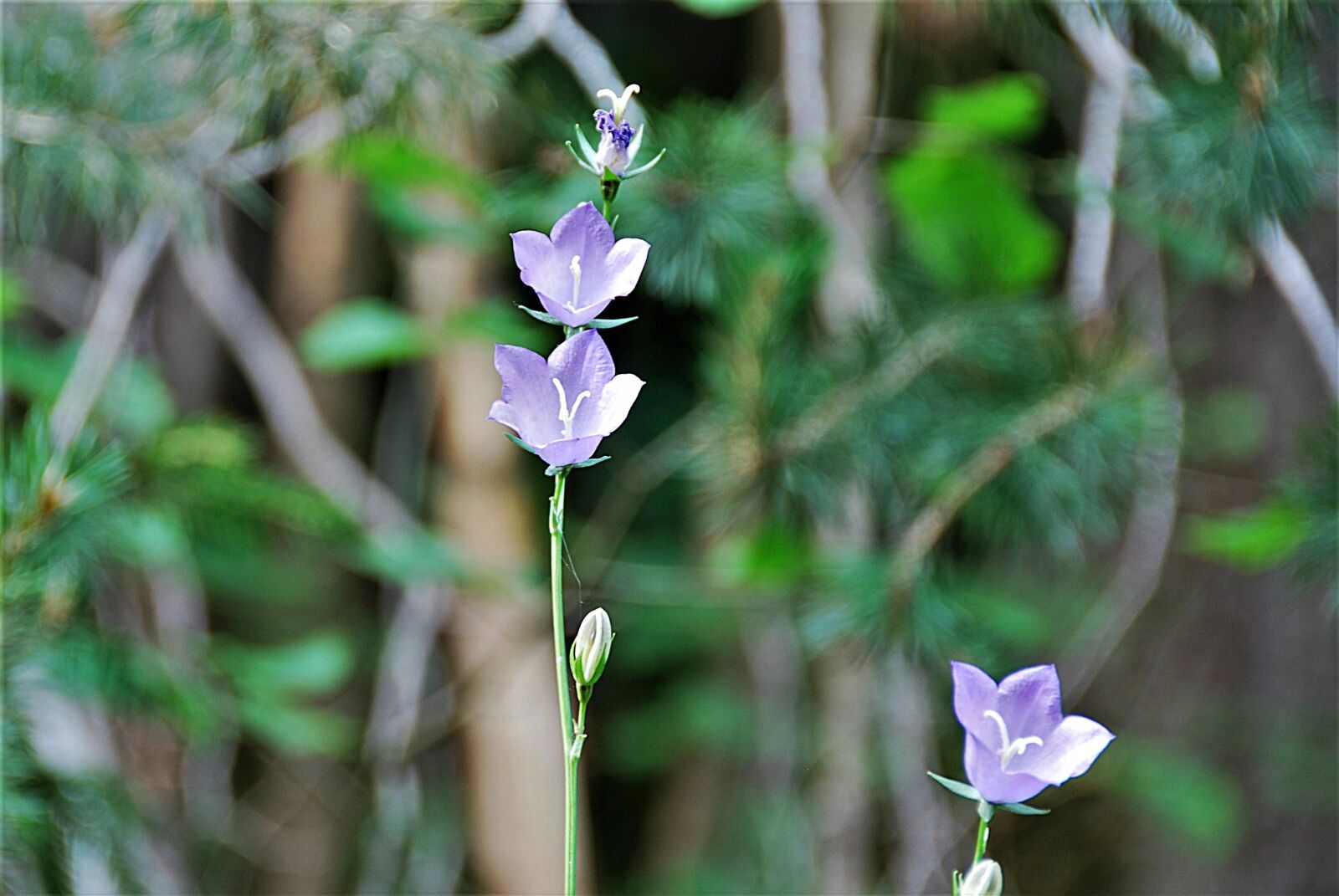 Nikon D80 sample photo. Bellflower, flowers, nature photography