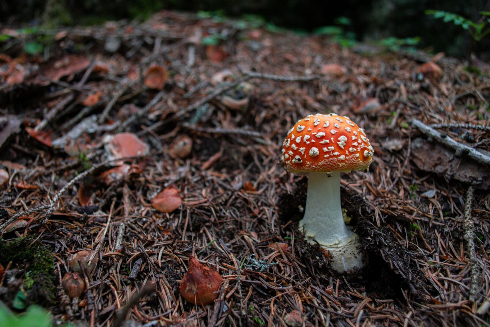 Nikon D5300 sample photo. Mushroom, fly agaric, red photography