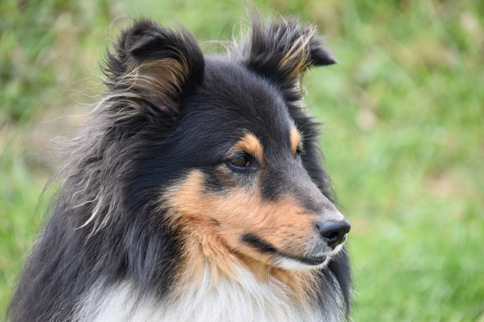 Nikon D5600 sample photo. Dog, dog me love photography