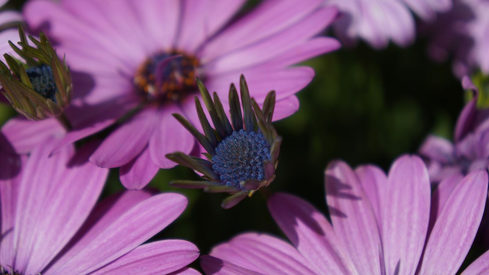 Sony Alpha a3000 + Sony E 18-55mm F3.5-5.6 OSS sample photo. Nature, flower, flora photography