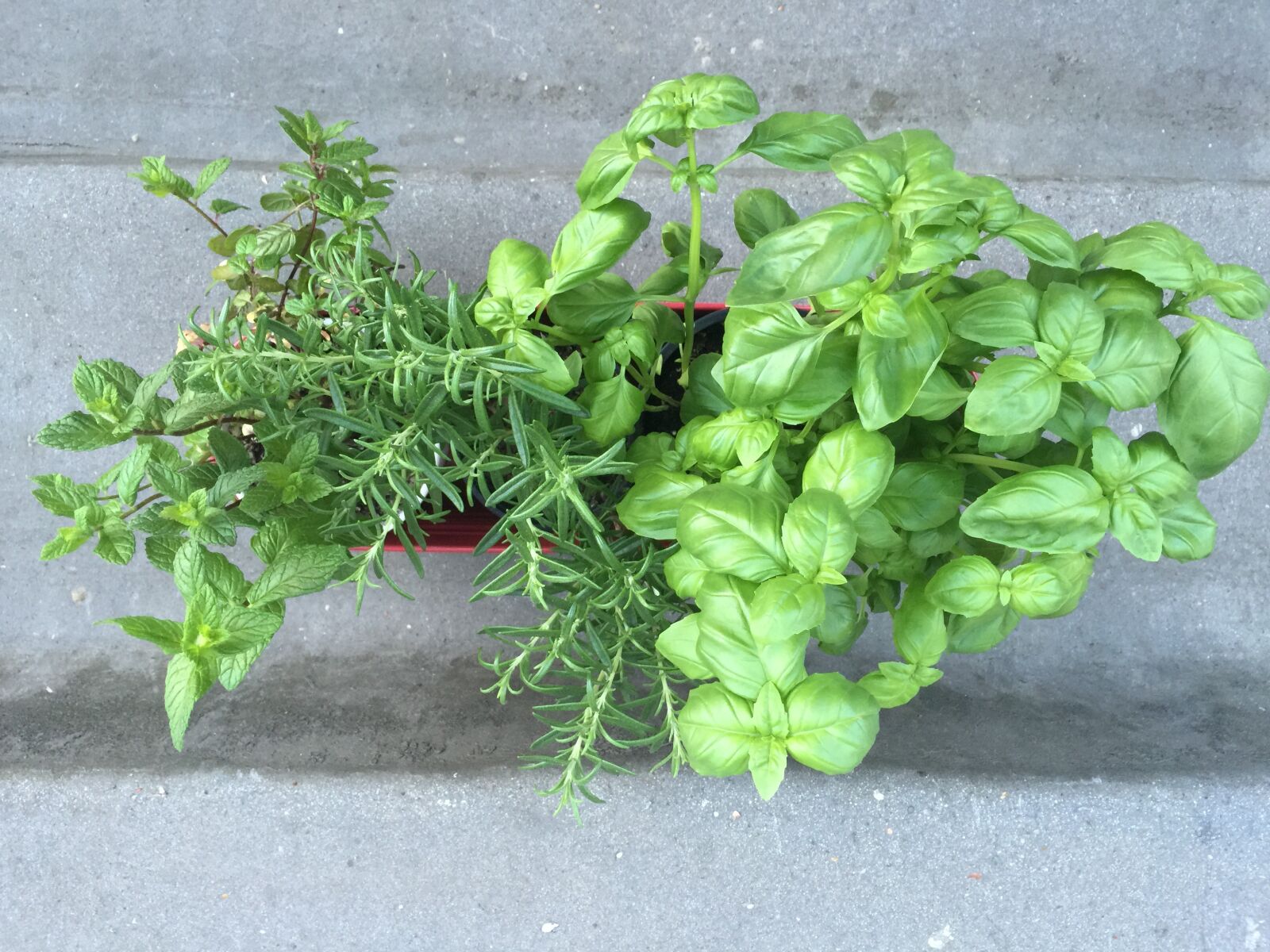 iPhone 6 Plus back camera 4.15mm f/2.2 sample photo. Basil, mint, rosemary photography