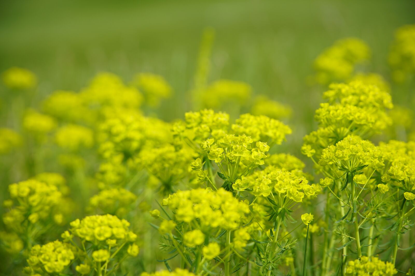 Sony a7R II + Sony E PZ 18-105mm F4 G OSS sample photo. Meadow, euphorbia, weed photography