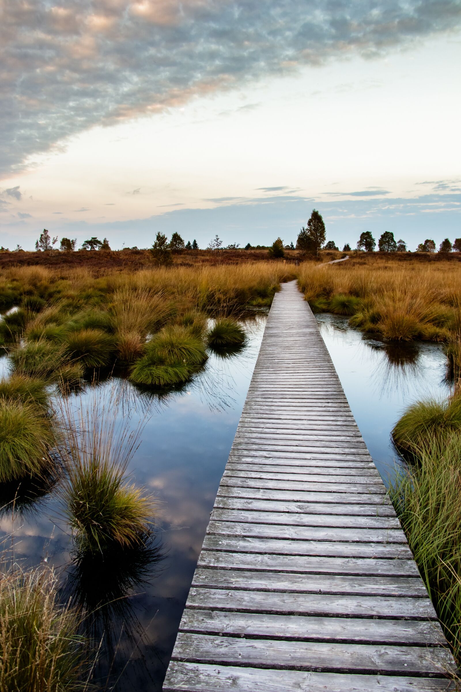 Canon EOS 80D sample photo. Moor, swamp, landscape photography