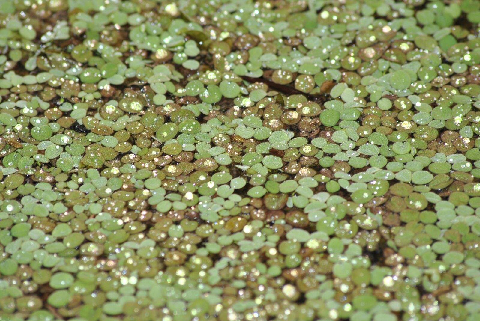 Nikon D3000 sample photo. Water, reflection, water lily photography