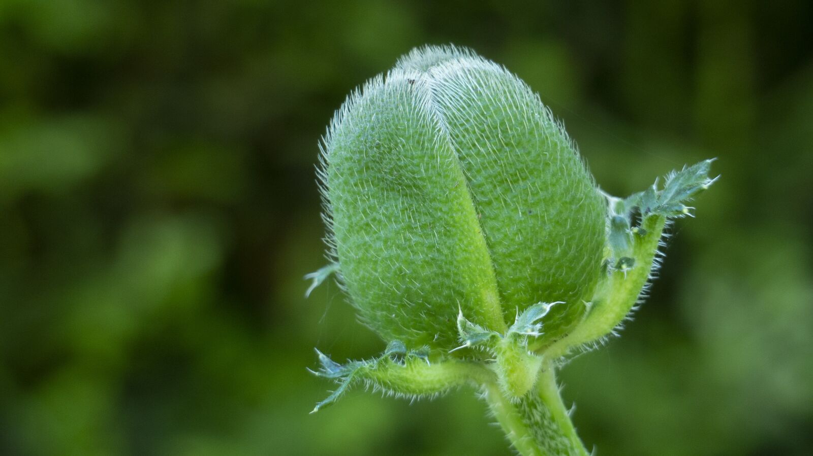 Panasonic Lumix DMC-FZ200 sample photo. Nature, leaf, plant photography