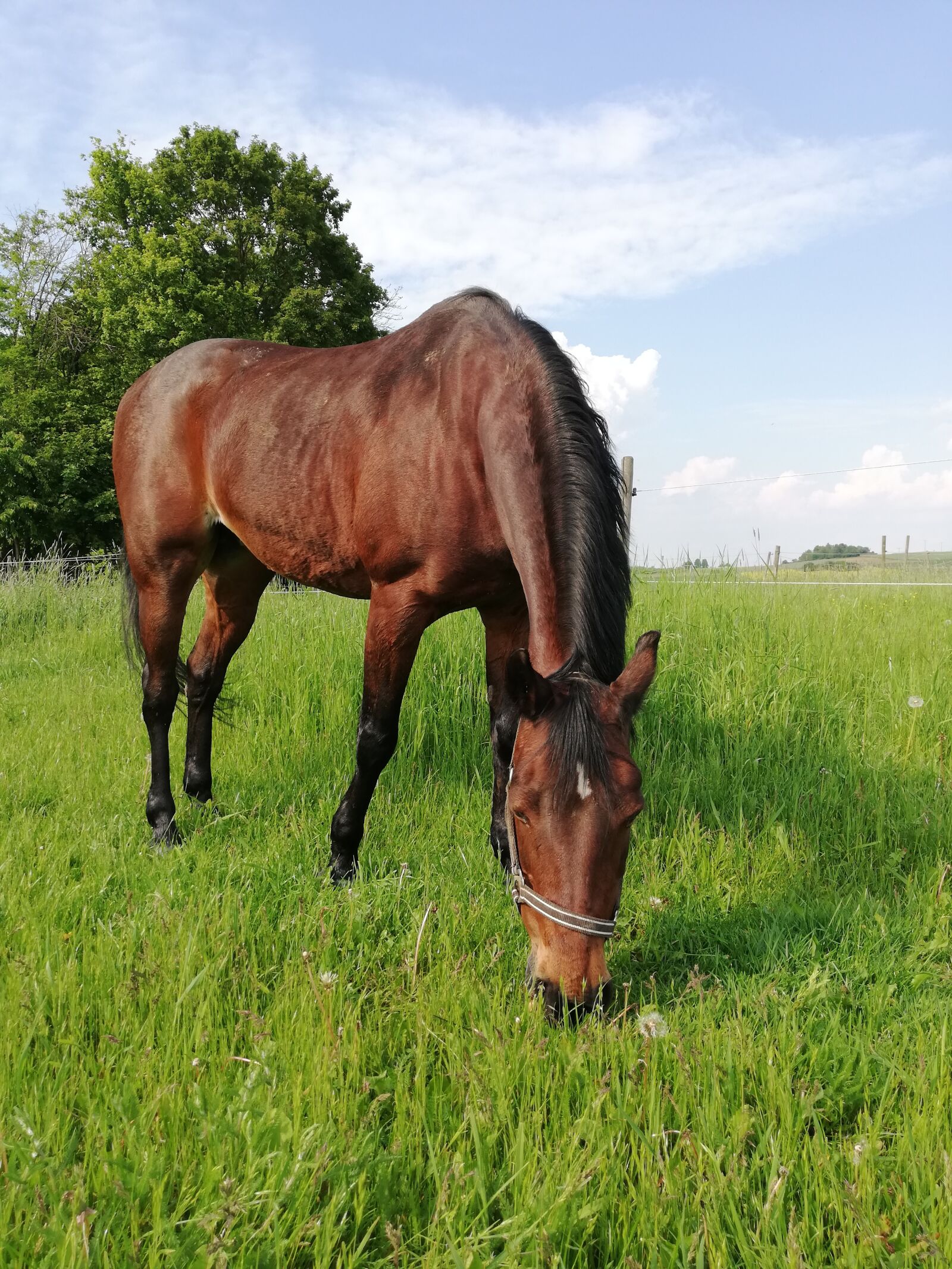 HUAWEI P20 lite sample photo. Horse, walk, halter photography