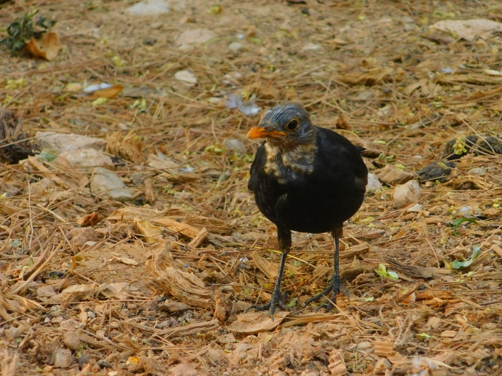 Nikon Coolpix B500 sample photo. Bird photography