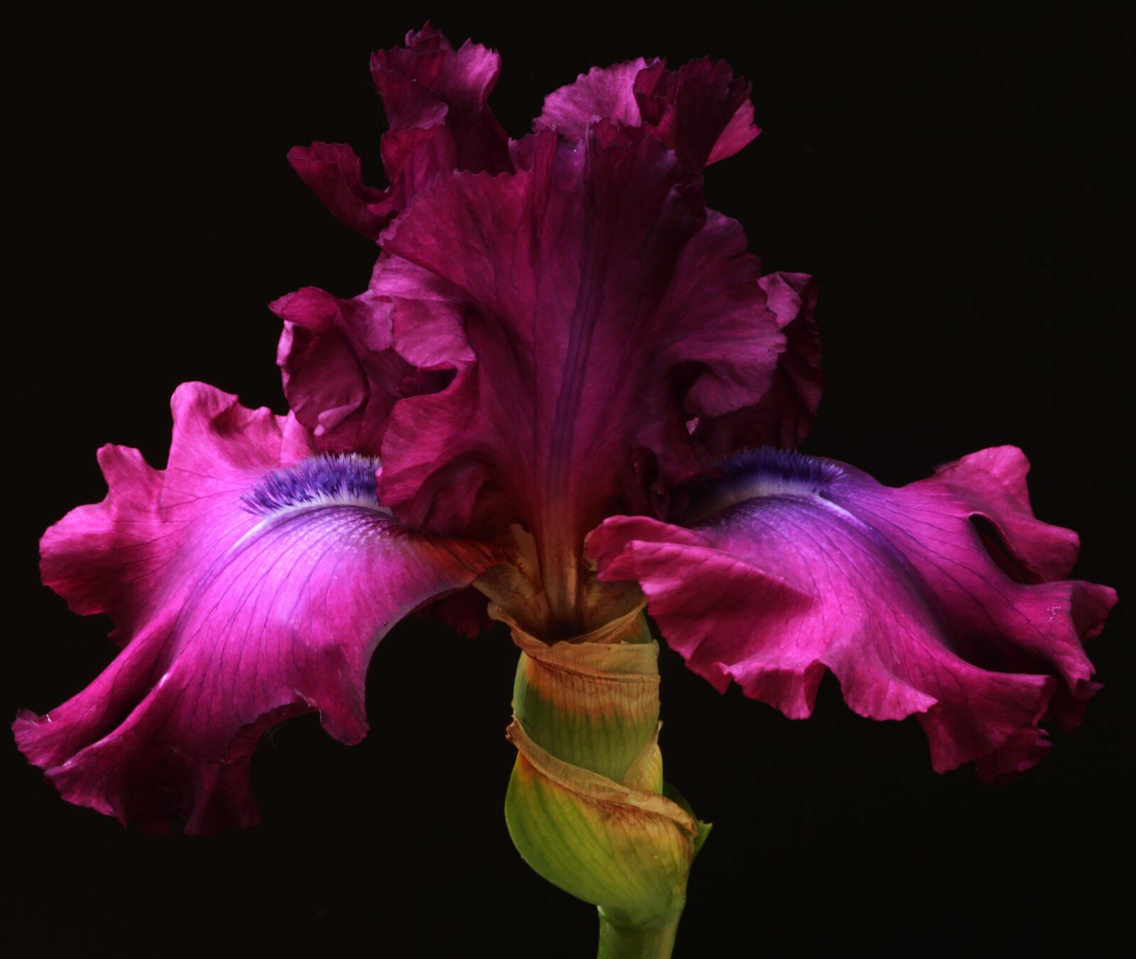 Canon EOS 5D Mark II sample photo. Blossom, botany, color photography